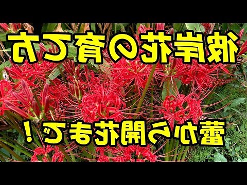 彼岸花 日文